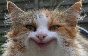 smiling cat