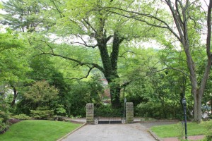 green tree gate