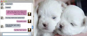 ichat puppies