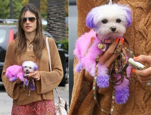 whydid alessandra ambrosio ombre dog