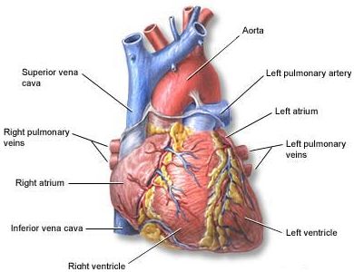 heart