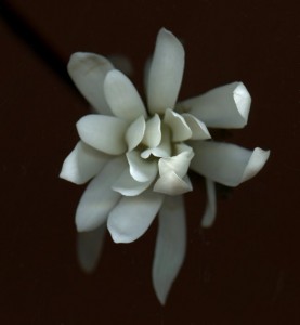 Magnolia-stellata-blog-733828-1