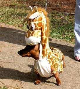 giraffe-wiener-dog