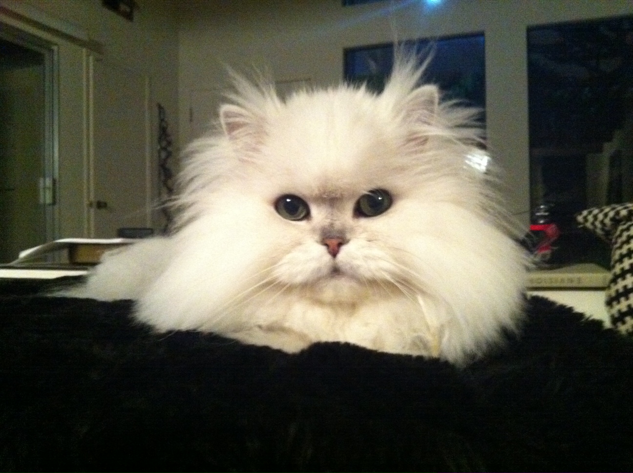 fluff still on my pillow
