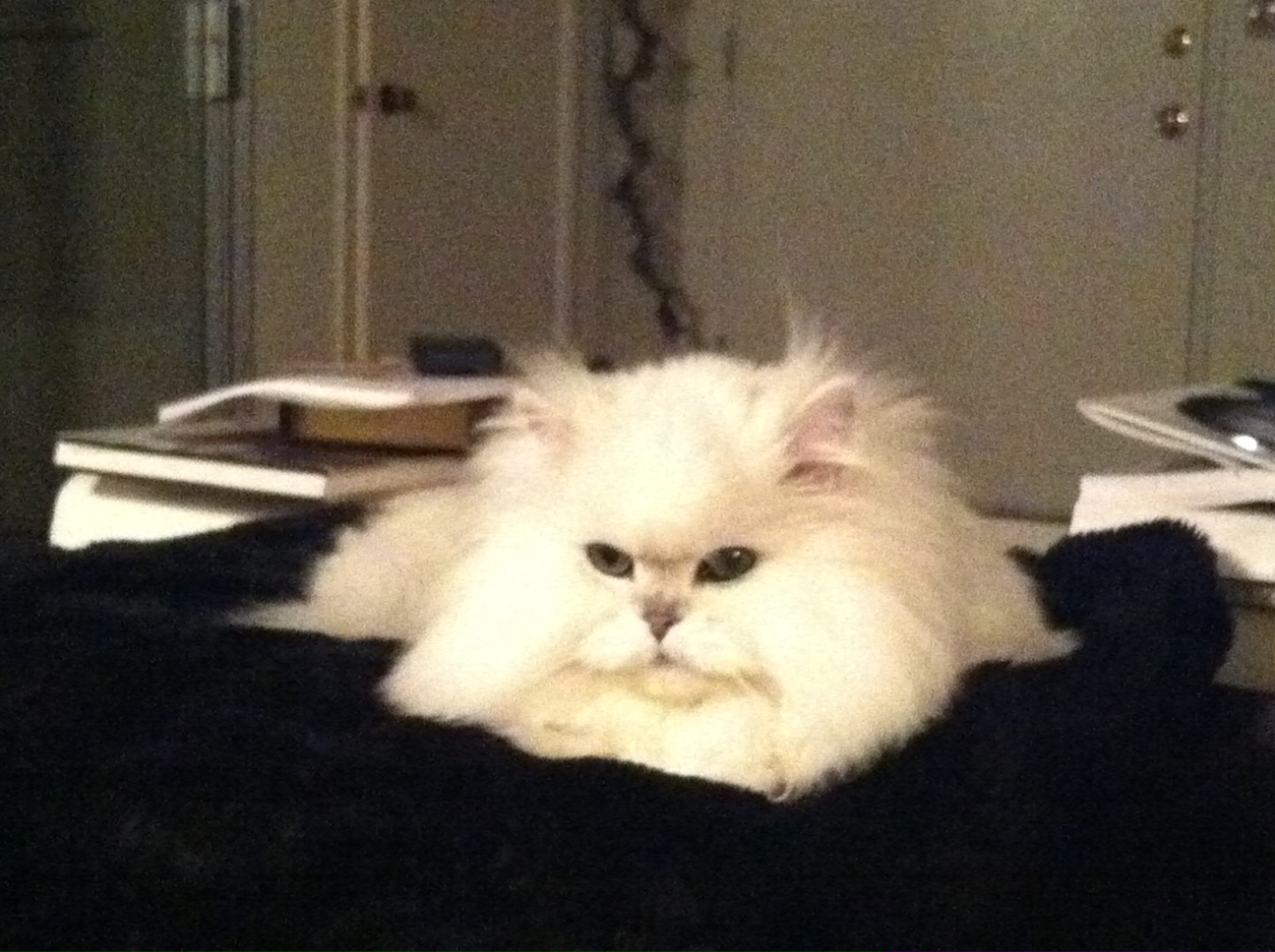 fluff is on my pillow